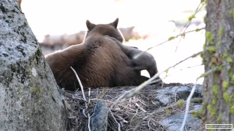 Mother Black Bear & Her Adorable Bear Cub in Sequoia National Park - California