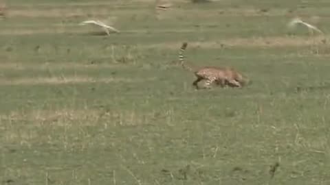 Is cheetah the fastest animal on land?