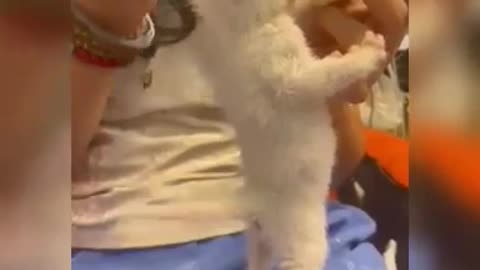 Dancing Cat