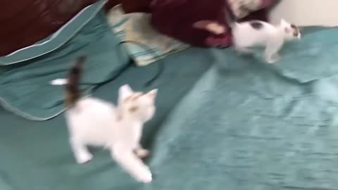 very cute kittens funny animals #online viral video# health and fitness channel