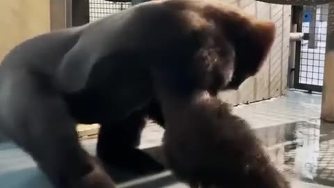 chimpanzee play in water and dance