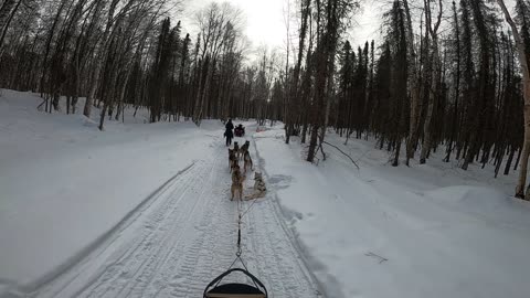 Dog Mushing - Alaska 2024 Part 2