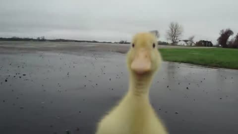 FUNNY DUCKS RUNNING !!!