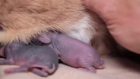 Golden Retriever First Meets Newborn Babу Rabbits