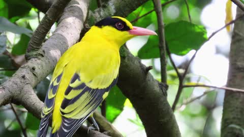 Yellow Bird In The Forest