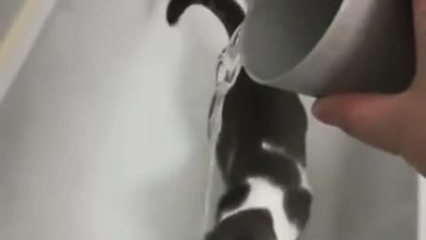 How to get your cat used to water