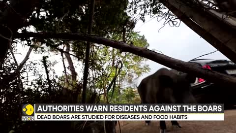 Spain: Wild boars pose threat to humans, authorities warn residents | Latest World News | WION