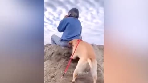 Funniest animals videos😂new funny cats and dogs