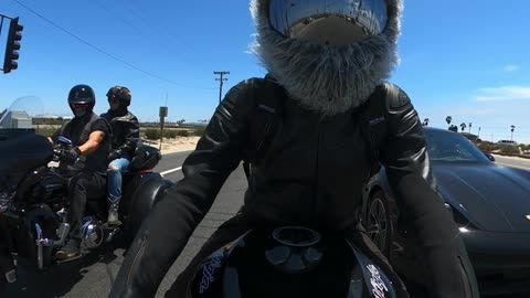 Motorcycle Rabbit Races Car