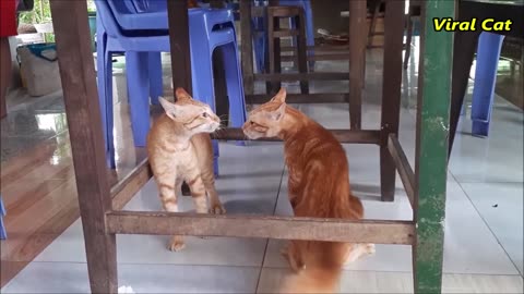 Cats Fighting and Meowing - These Two are Bloody Brothers