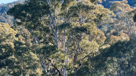 Sounds & scenes of the Australian alpine mountains