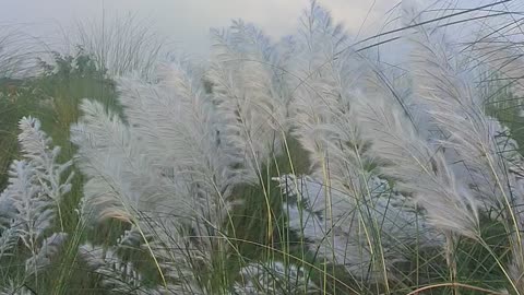 Indian Flower for Festival of Durga Puja