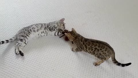 Bengal Kittens reacts to giant remote controlled Spider