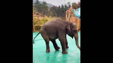 Dancing Cute Elephant