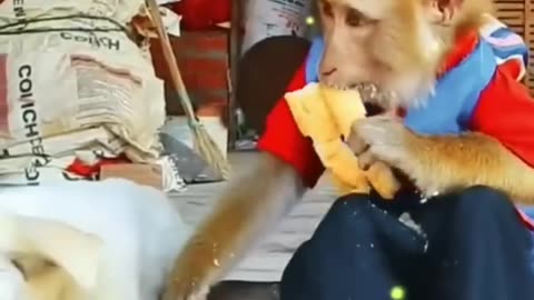 So angry monkey 🐒 vs dog 🐕