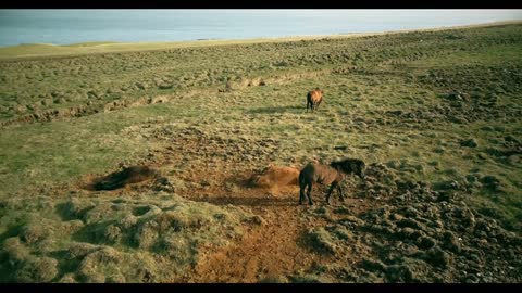 Aerial view of the wild horses grazing on the lava field