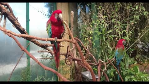 Inside Tour of The Victoria Butterfly Gardens (Music only) in 4K UHD