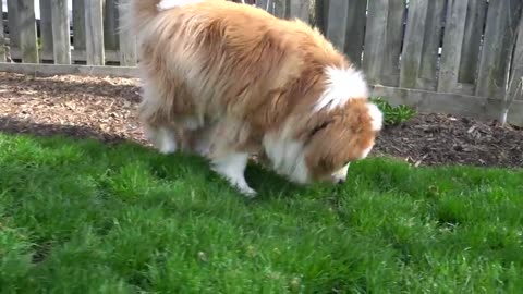 Epic transformation on Clifford The Big Red Dog The floof is real on this one