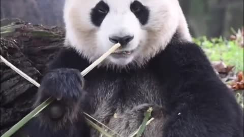 Panda eating bamboo