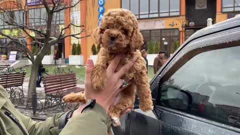 Toy poodle puppy