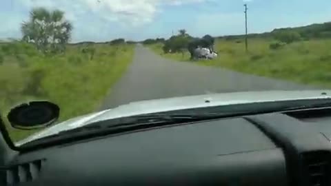 Elephant Flips Family Vehicle At African Safari Tour