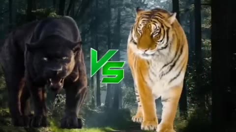 Lion vs tiger