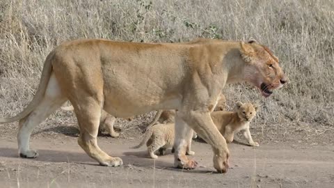 ADORABLE! SIX LION CUBS enjoy their first outdoor adventure