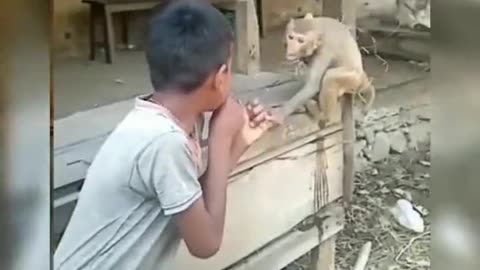 Very funny monkey