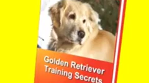 Golden Retriever funny videos 2021 EP.12