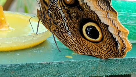 Owl eye butterfly drinking water