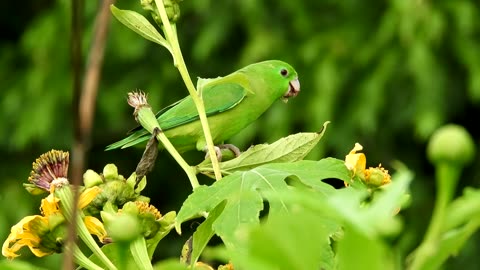 Beautiful birds