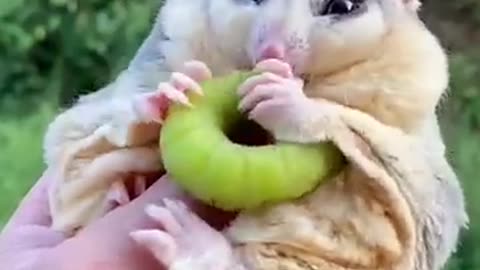 Cute sugar glider eats warn