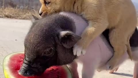 Cute baby animals Videos Compilation cutest moment of the animals - Cutest Puppies