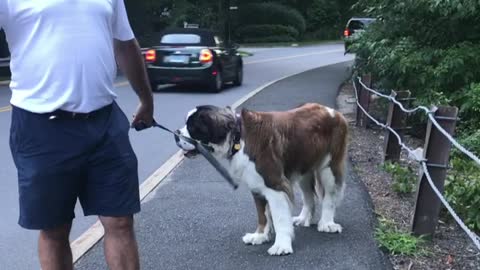 Giant dog refuses to walk!