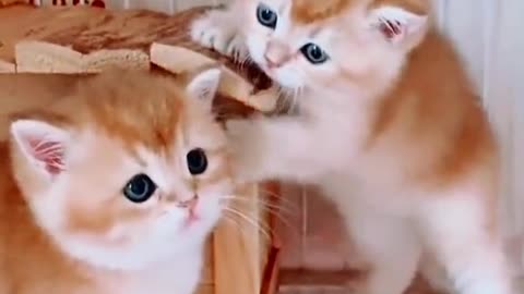 Funny cats lovers - cute kitten #10