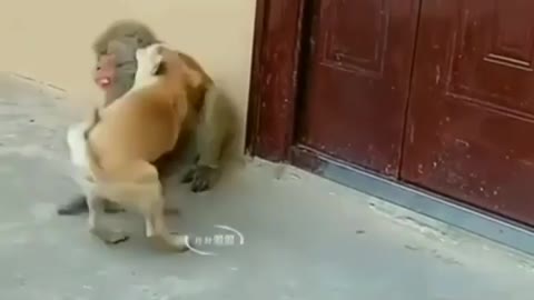 Amazing monkey