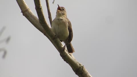 Nature Fauna Ave Bird Colombia