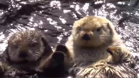 cute sea otters