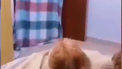 Funny animal video