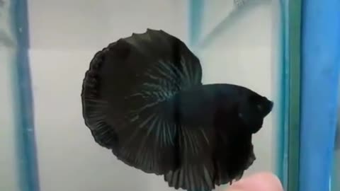 Siamese fighting fish