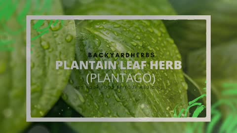 PLANTAIN LEAF HERB