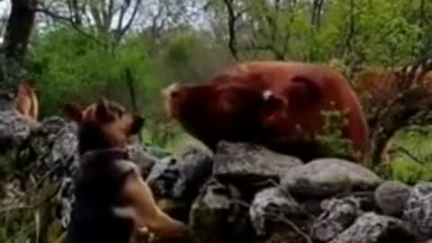 This cow and German Shepherd have become instant friends