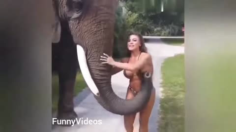 Funny Animals Video