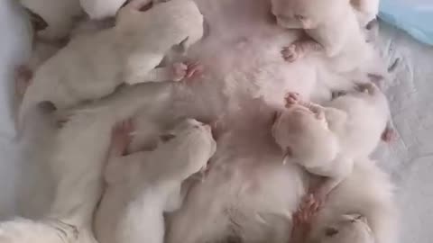 "Tender Moments: A Mother Cat's Love - Feeding Her Adorable Kittens"