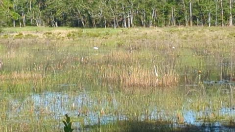 Sandhills crane defending young