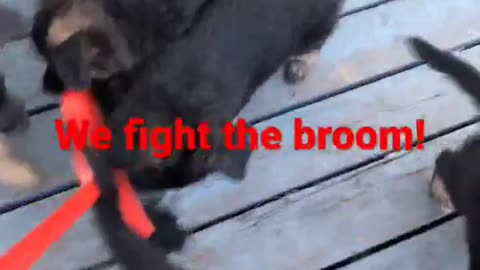 German Shepherds fighting the Broom!