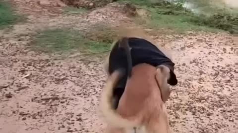 Monkey riding horse