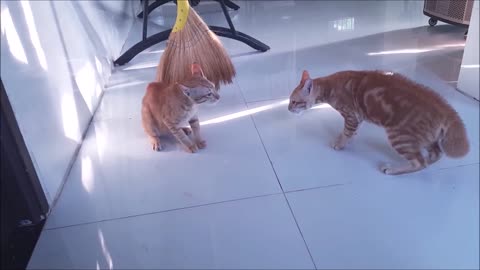 Cats Meowing Fighting - These Two are Bloody Brothers Viral Cat