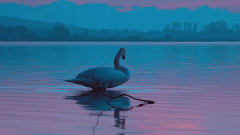 A goose drink and bathe in the lake