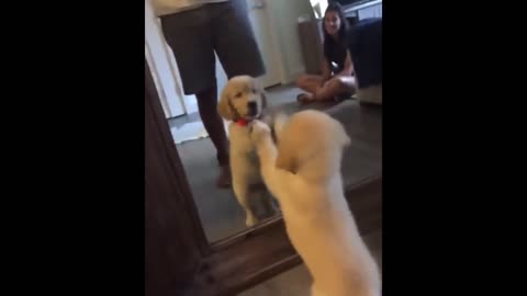 Puppy really wants to make contact with mirror reflection